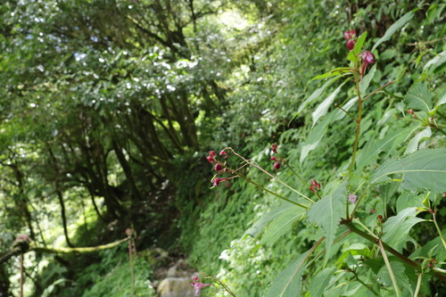 Impatiens devolii, photograph 2