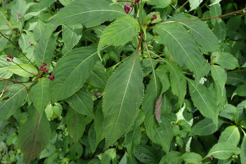 Impatiens devolii, photograph 4