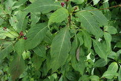 Impatiens devolii, photograph (c) 林正文, some rights reserved (CC BY)