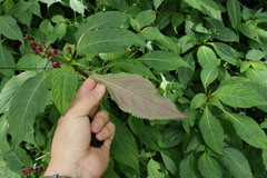 Impatiens devolii, photograph (c) 林正文, some rights reserved (CC BY)