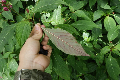 Impatiens devolii, photograph 6