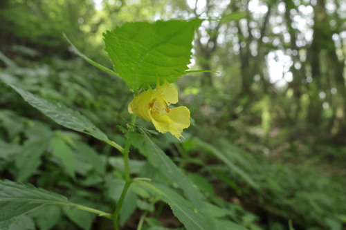 Impatiens tayemonii