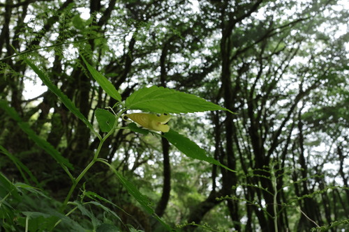 Impatiens tayemonii, photograph 6