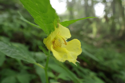 Impatiens tayemonii, photograph 2