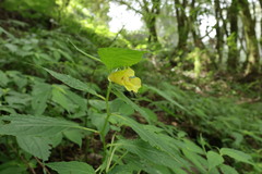 Impatiens tayemonii, photograph (c) 林正文, some rights reserved (CC BY)