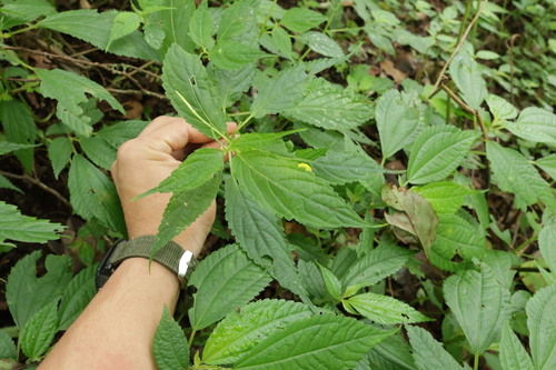 Impatiens tayemonii, photograph 3