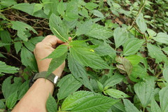 Impatiens tayemonii, photograph (c) 林正文, some rights reserved (CC BY)