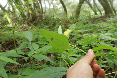 Impatiens tayemonii, photograph 4