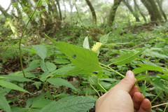 Impatiens tayemonii, photograph (c) 林正文, some rights reserved (CC BY)