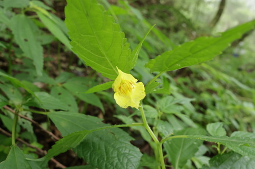 Impatiens tayemonii, photograph 5