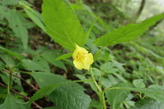 Impatiens tayemonii, photograph (c) 林正文, some rights reserved (CC BY)