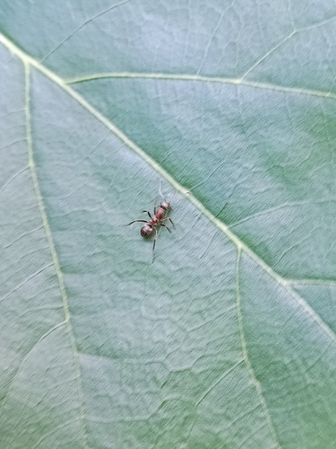 Formicine Ants