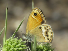 Coenonympha dorus