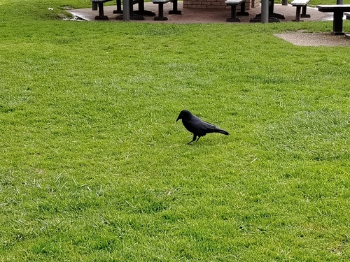 Little Raven