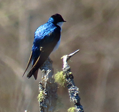 Tachycineta bicolor image