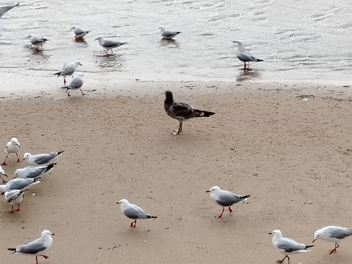 Pacific Gull