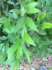 Itea virginica