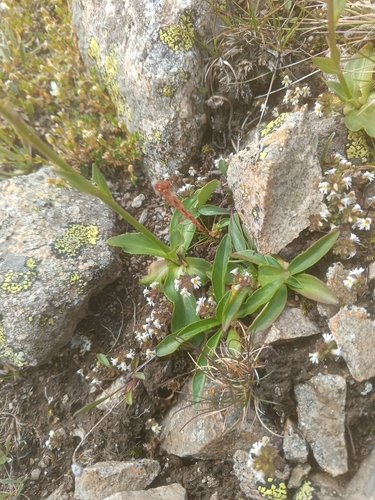 Veronica gentianoides, photograph 3