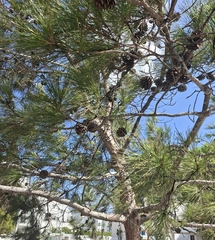 Pinus brutia, photograph (c) Ross Krisztina, some rights reserved (CC BY)