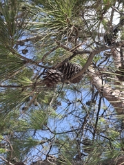 Pinus brutia, photograph (c) Ross Krisztina, some rights reserved (CC BY)