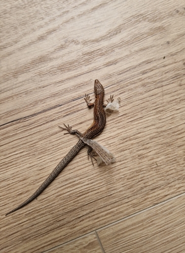 Viviparous Lizard