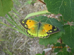 Colias myrmidone