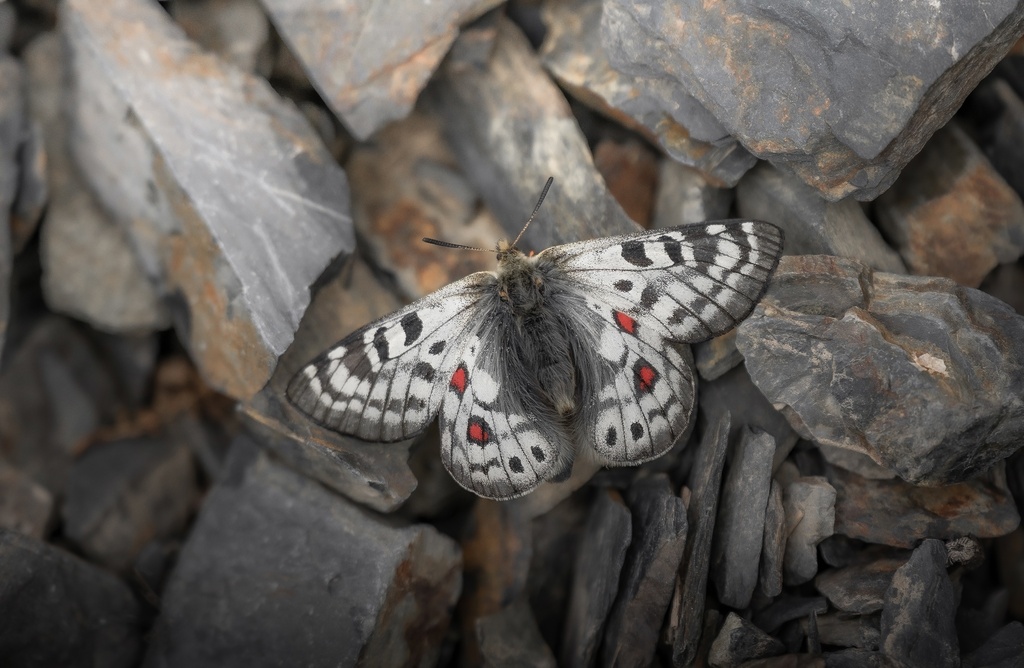 Parnassius labeyriei