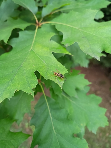 Common European Yellowjacket