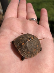 Terrapene carolina carolina