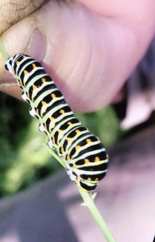 Papilio machaon