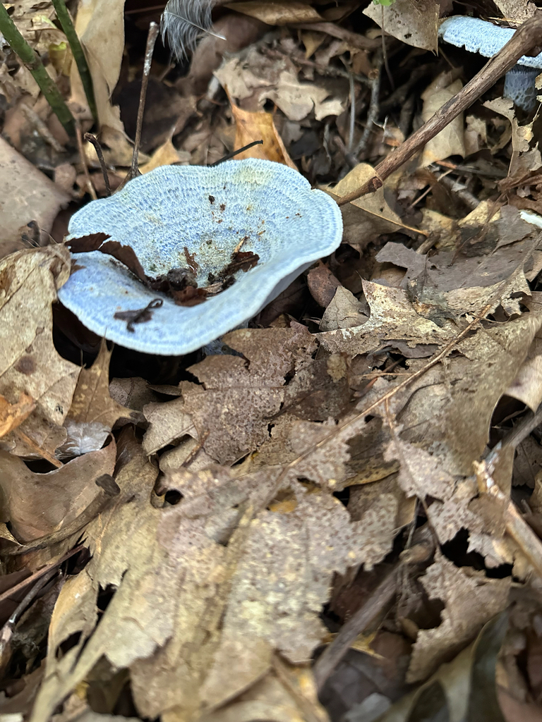 indigo milk cap · August 2026 · photo: Photo: (c) Reed Nelson, some rights reserved (CC BY) · iNaturalist