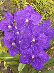 Vanda