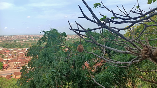 African baobab