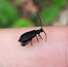 Autosilis nitidula