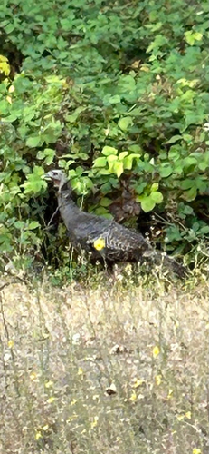 Wild Turkey