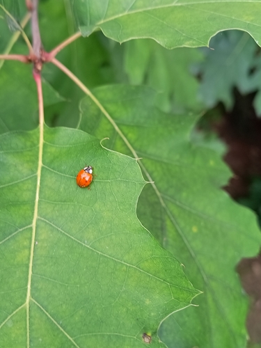 Asian Lady Beetle