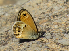 Coenonympha dorus