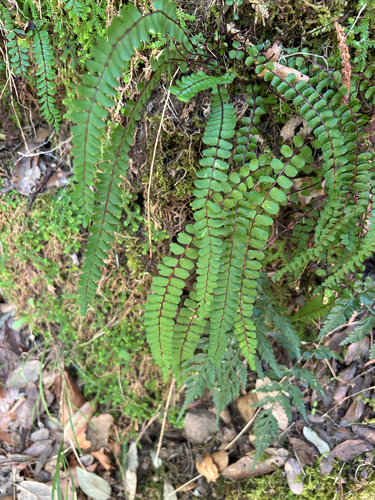 maidenhair spleenwort