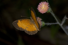 Mazia amazonica