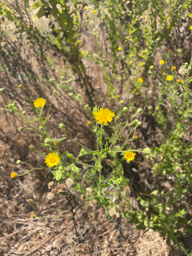 Camphorweed