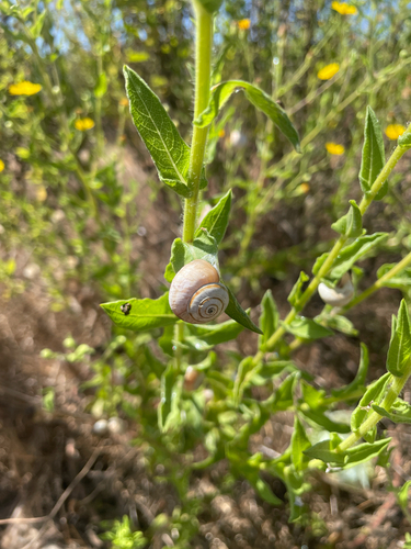 White Italian Snail