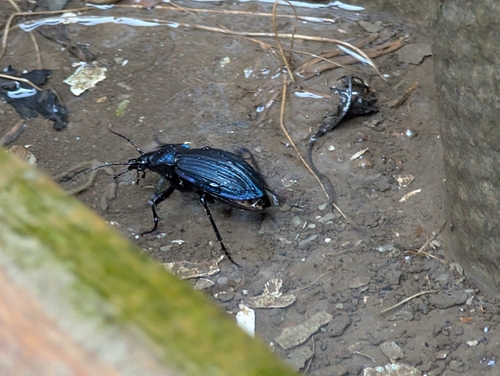 Carabus exaratus