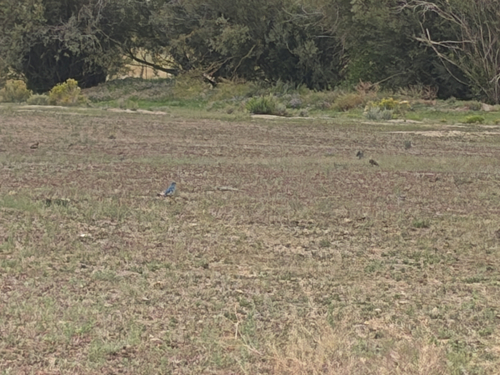 Mountain Bluebird