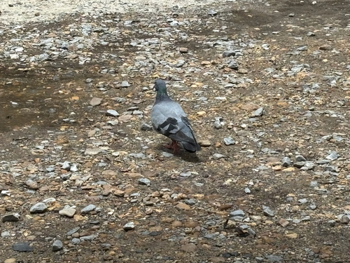 Feral Pigeon