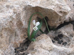 Hyacinthella millingenii