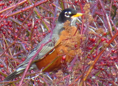 Turdus migratorius image