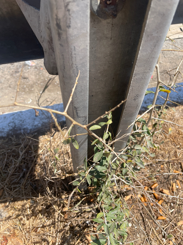 African boxthorn