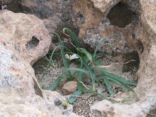 Hyacinthella millingenii, photograph 1