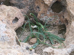 Hyacinthella millingenii, photograph (c) zebedeugalinha, some rights reserved (CC BY)