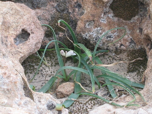 Hyacinthella millingenii, photograph 2